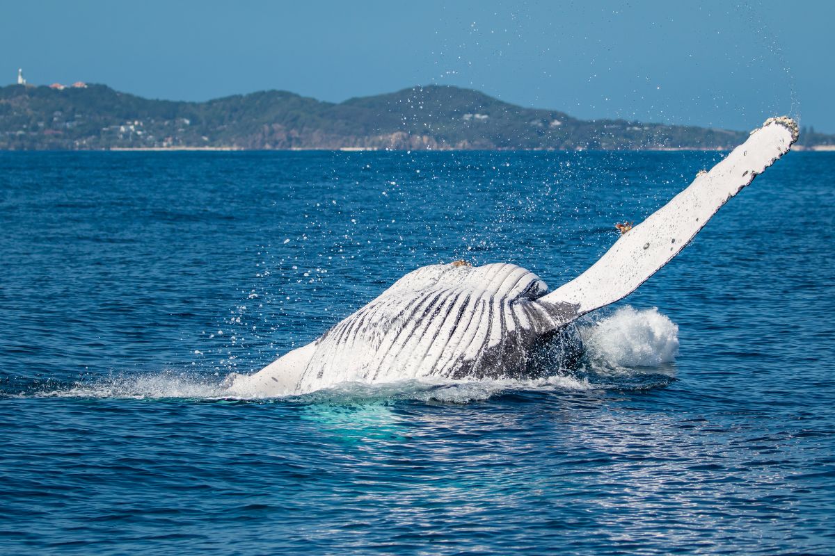 Best for Whale Watching on the Gold Coast Victoria